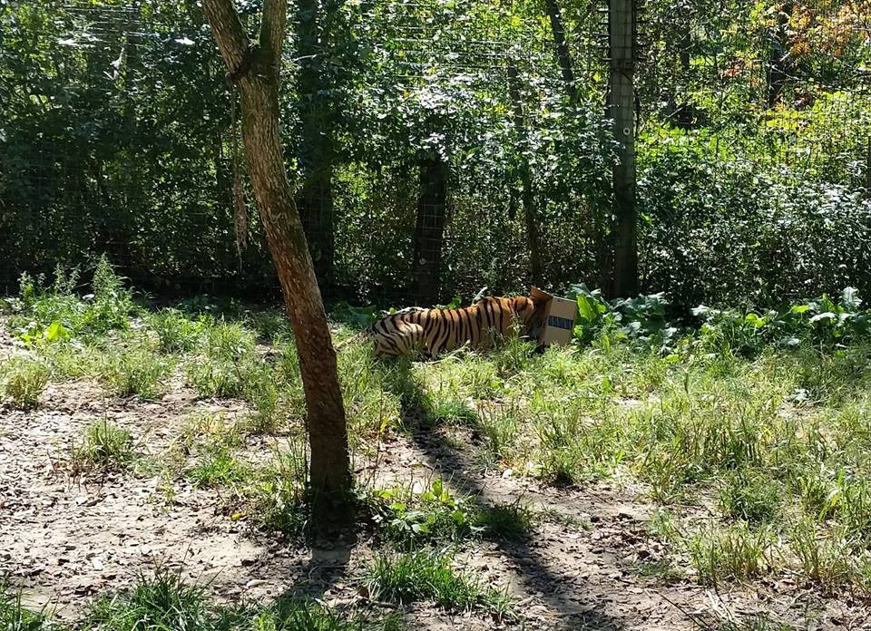 The sanctuary tries its best to mimic the natural habitat of the animals