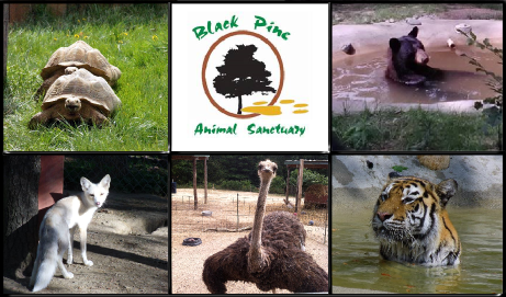 10 Reasons Why the Black Pine Animal Sanctuary Is Not Your Usual Zoo- It Goes Beyond!